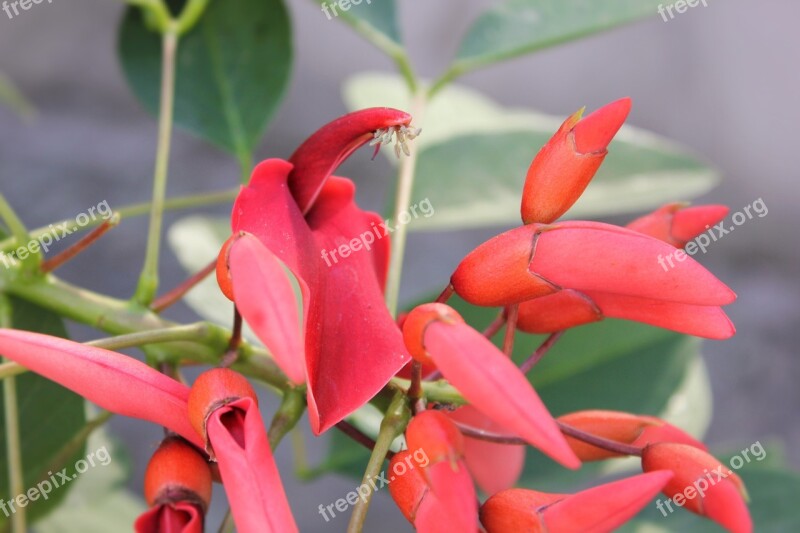 Blossom Bloom Close Up Bloom Pods