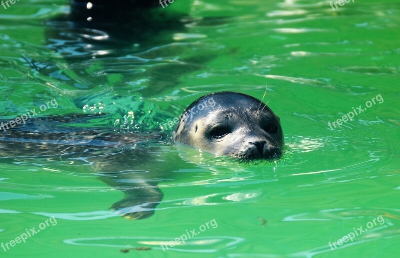 Robbe Water Mammal Seal Meeresbewohner