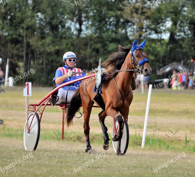 Traber Racing Rennsulky Mare Equestrian