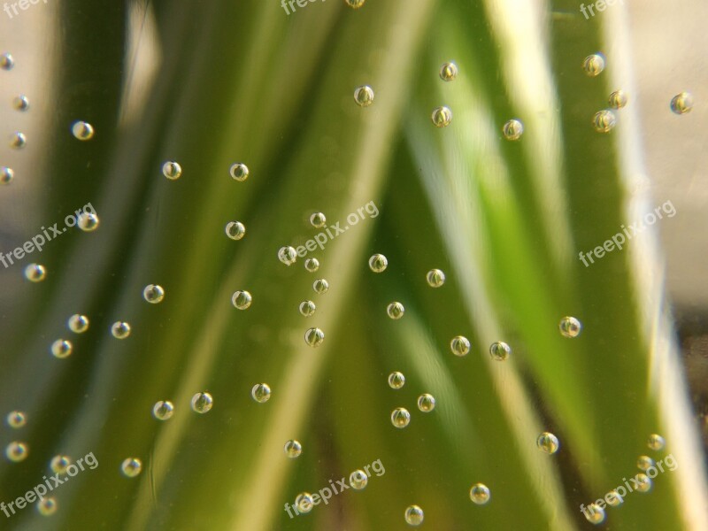 Bubbles Stems Water Stem Bubble