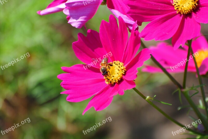 Bees Insects Macros Pollen Nature