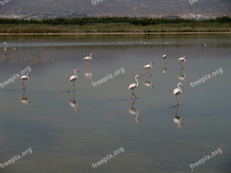 Flamingo Wildlife Bird Iberian Southeast Free Photos