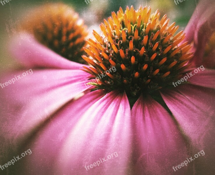 Coneflower Echinacea Bloom Nature Blossom