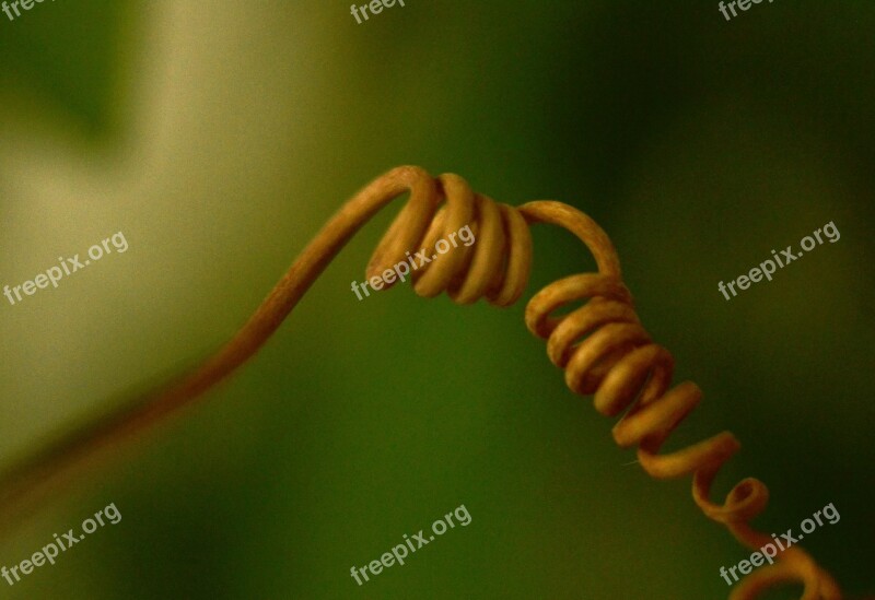 Spring Draught Curlicue Curls Passionflower