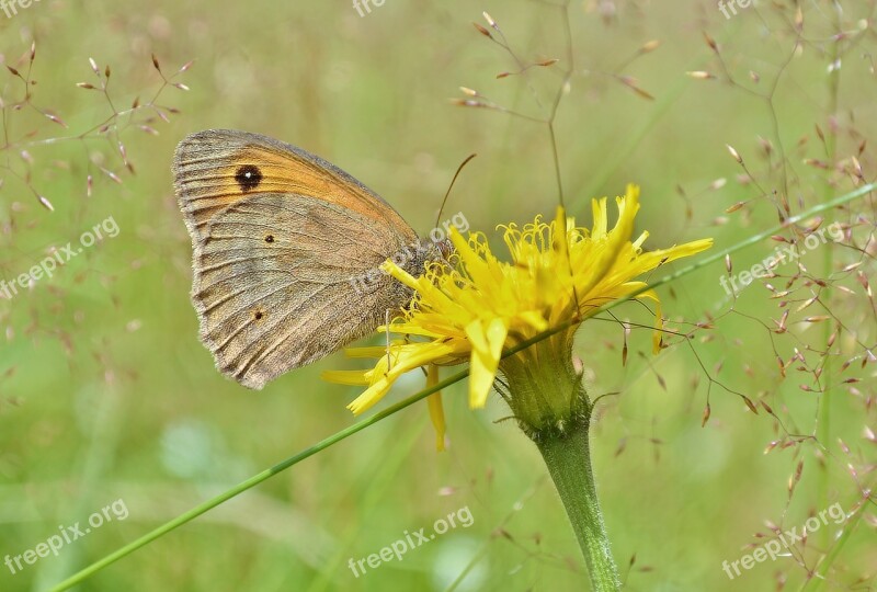 Butterfly Macro Flower Flowering Flowers