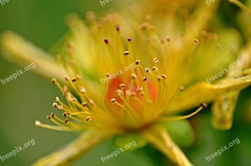 Flower Bokeh Flowers Yellow Macro