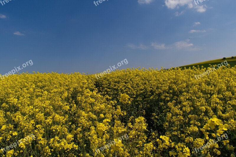 Oilseed Rape Field Sky Blue Yellow