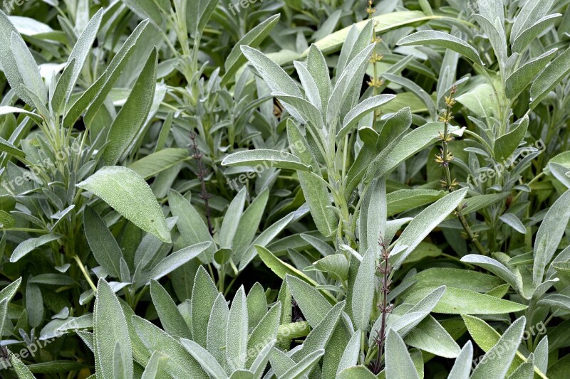 Sage Plant Flora Nature Herbs