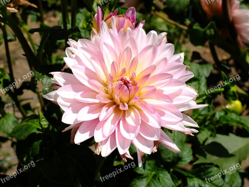 Dahlia Flower Garden Rosa Plant