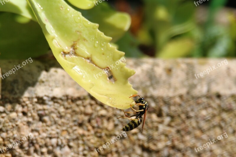 Wasp Insect Nature Wing Vespidae