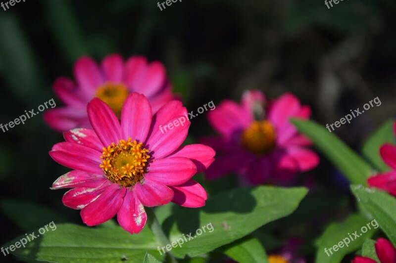 Flowers Zinnia Bloom Fade Age