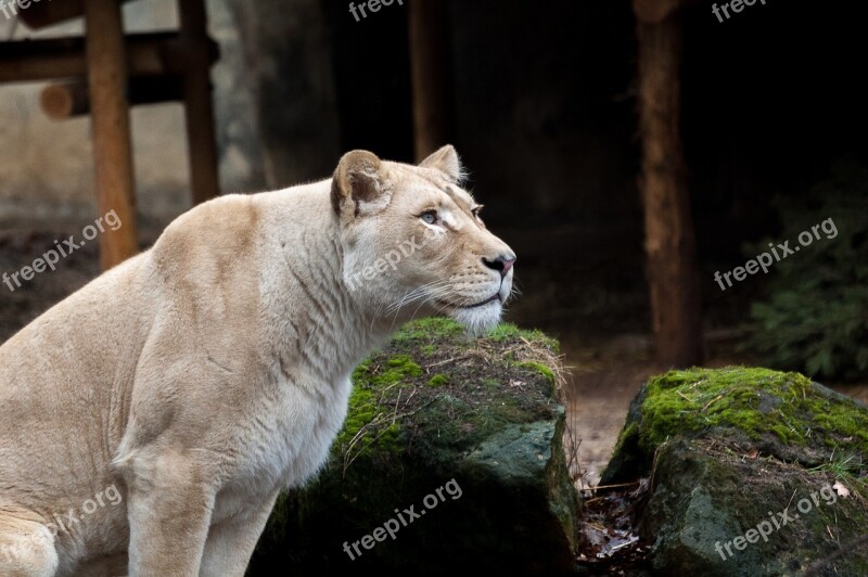 Animals Lioness Nature Predator Wildlife