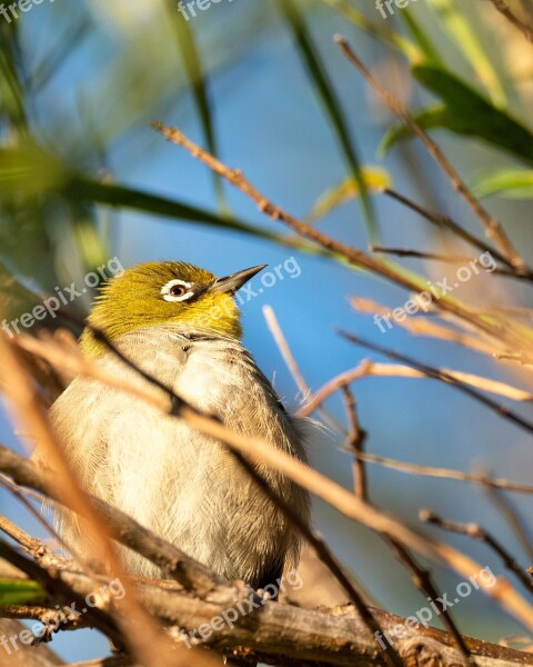 Cape White-eye Bird Robin Nature Branch