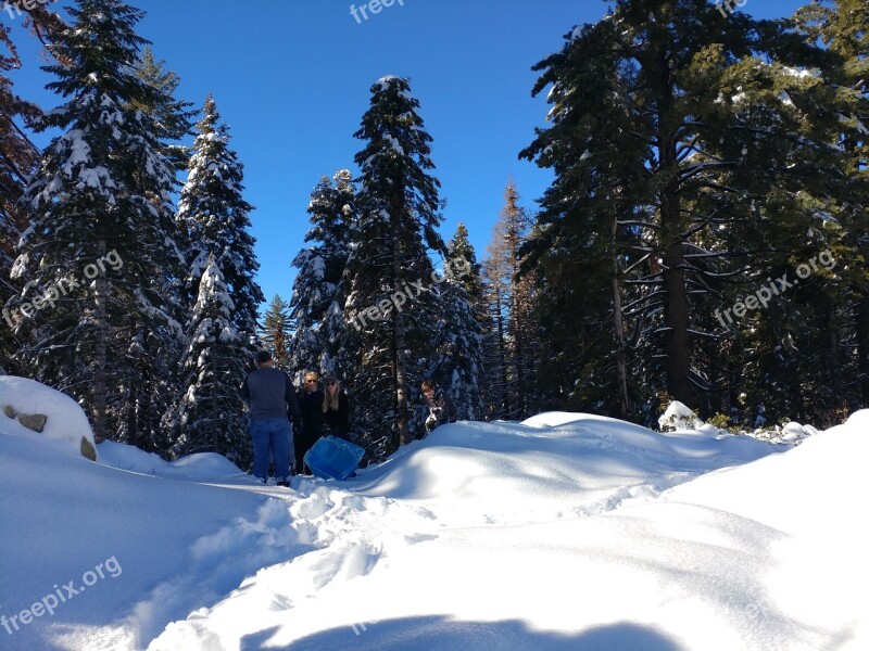 Snow Pine Trees Nature Winter Landscape