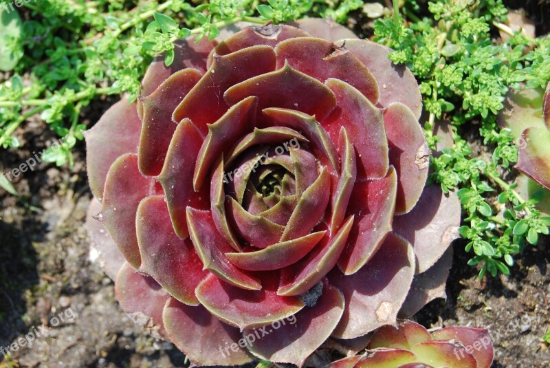 Flower Stone Rose Garden Plant Summer