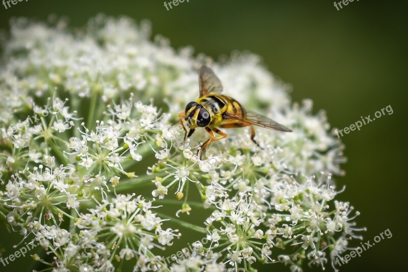 Hoverfly Insect Inflorescence Umbel Nature