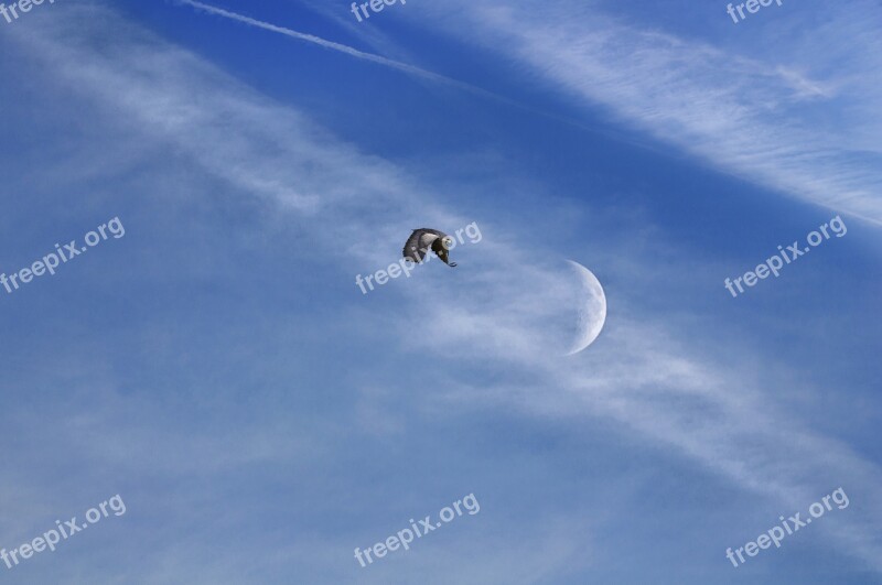 Bird Sky Moon Month Free Photos