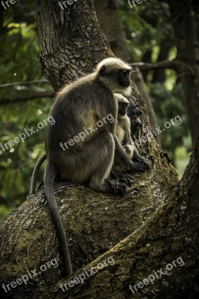 Monkeys Little Monkey Monkey Cute Nature