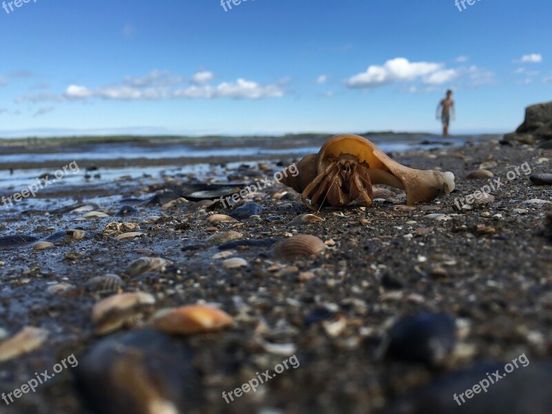 Sea Water Blue Clouds Hermit Crab