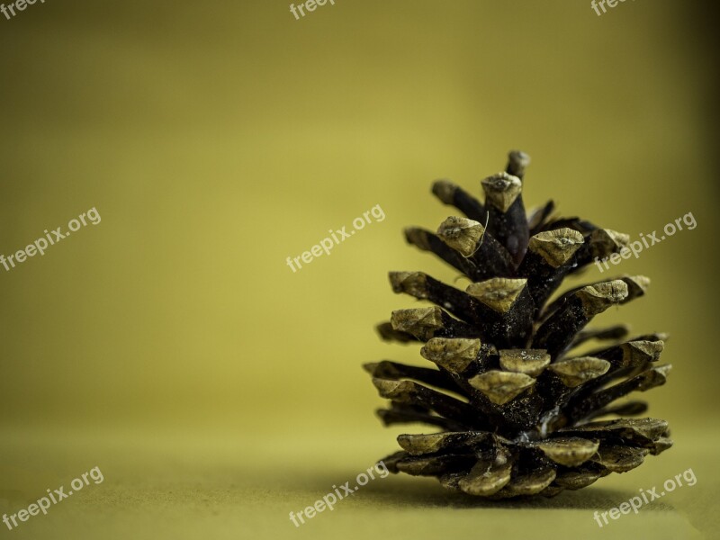 Pine Cone Background Yellow Minimalistic Free Photos