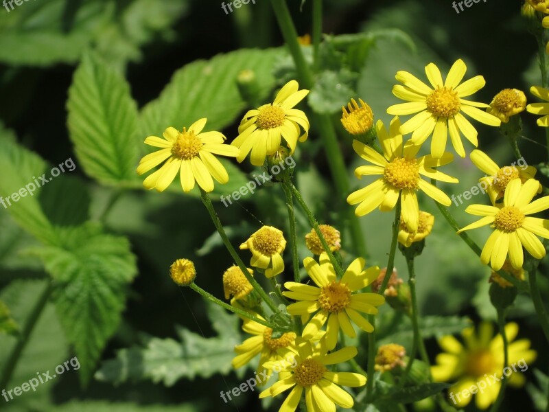 Flowers Yellow Nature Flora Plant