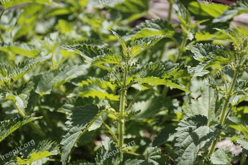 Stinging Nettle Plant Green Nature Burn