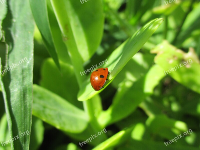 Ladybug Nature Insect Beetle Macro