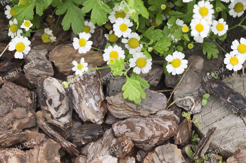 Bark Plant Park Garden Nature