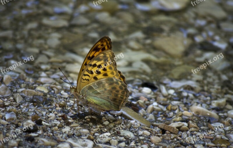 Butterfly River Beautiful Insect Antennas