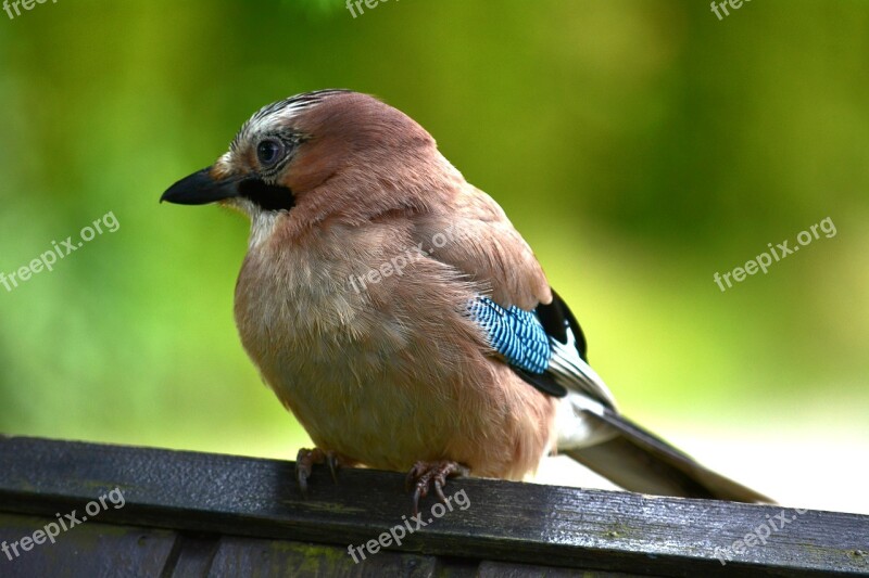 Nature Bird Jay Feather Free Photos