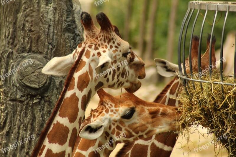 Giraffe Nature Zoo Africa Safari