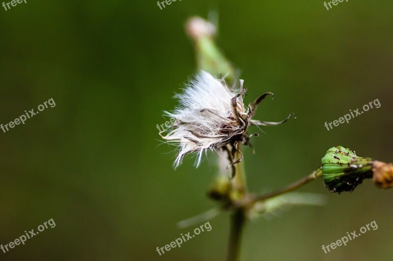 Flower Faded Nature Close Up Transient