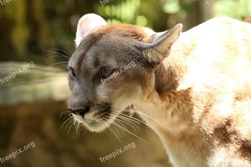 Cougar Mountain Lion Wildlife Feline Carnivore