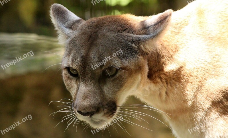 Cougar Mountain Lion Wildlife Cat Carnivore