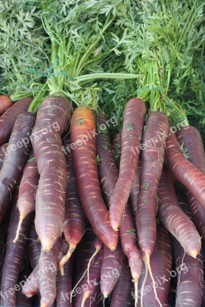 Urmöhre Carrots Urkarotte Nutrition Vegetables