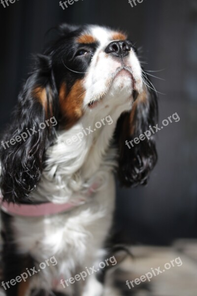 Spaniel Dog Purebred Dog Free Photos