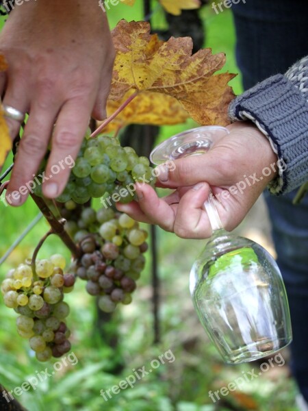 Vintage White Wine Grapevine Free Photos