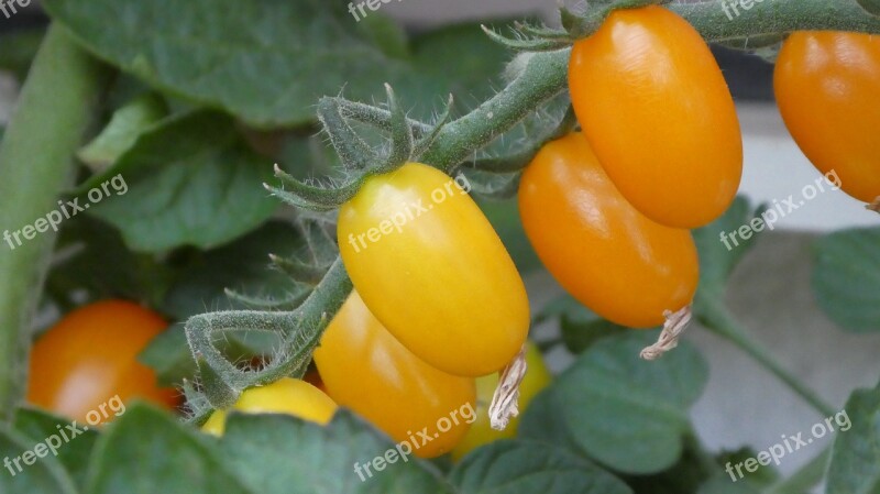 Tomatoes Grape Tomatoes Orange Nachtschattengewächs Fresh