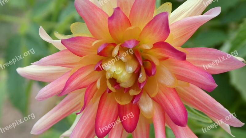 Dahlia Delicate Flower Pink Rays Free Photos