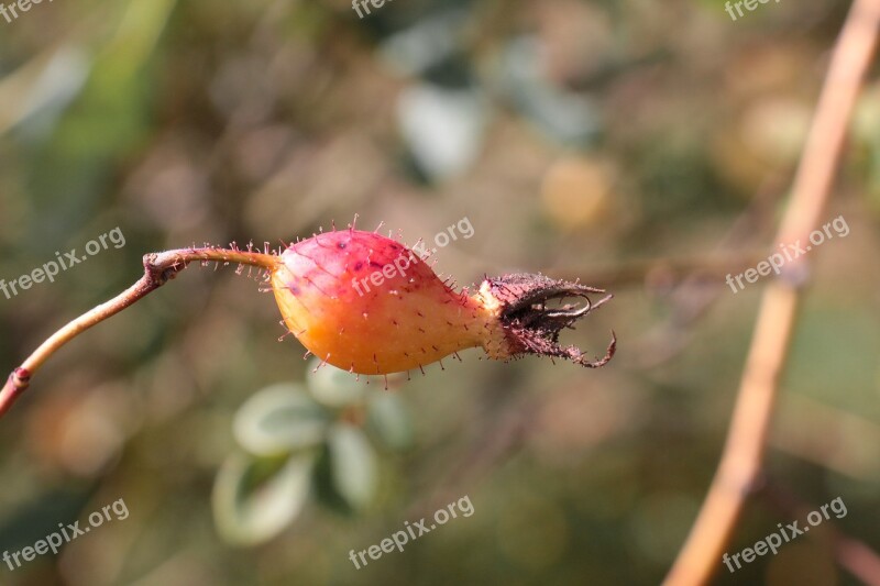 Rose Hip Fruit Plant Nature Autumn