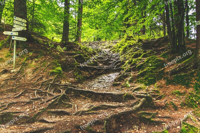 Forest Path Eistobel Isny Hike Root Root System