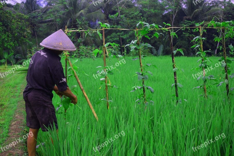 Farmer Father Village Rice The Process