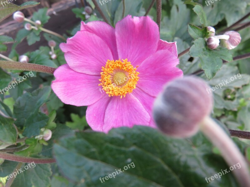 Flower Flower Bud Garden Pink Nature