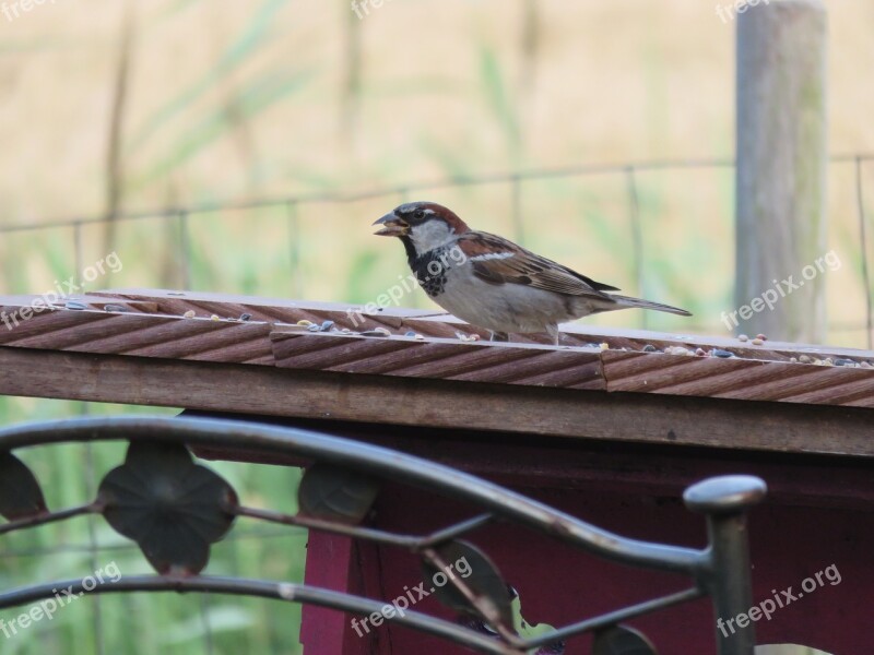 Mus Bird Nature Garden Forage