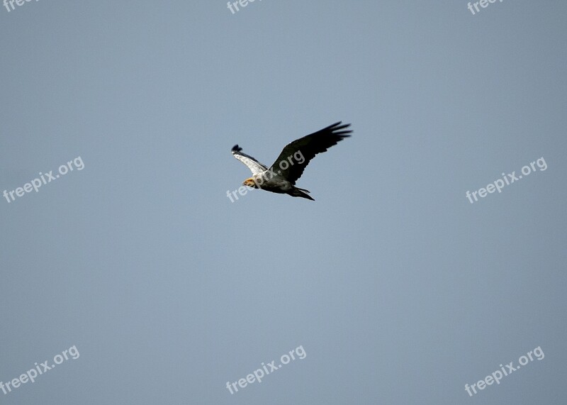 Bird Flying Sky Nature Wing