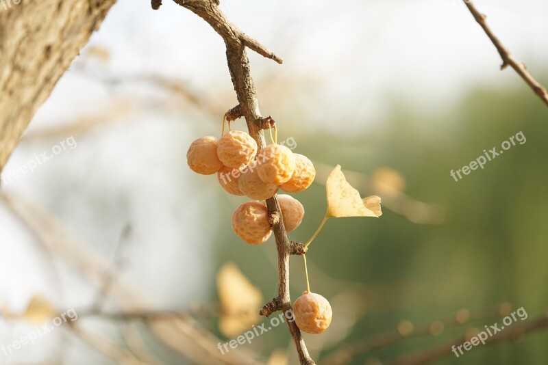 Bank Bank Fruit Ginkgo In Autumn Free Photos