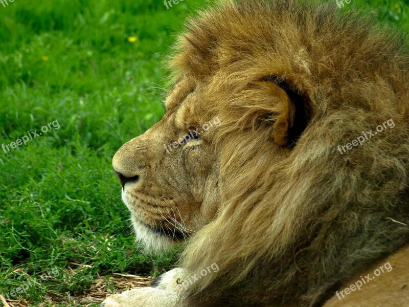 Lion Main Predator Relaxed Nature