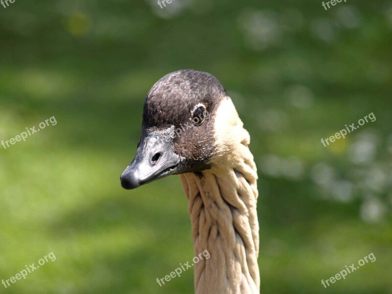 Goose Wildlife Bird Animal Bill