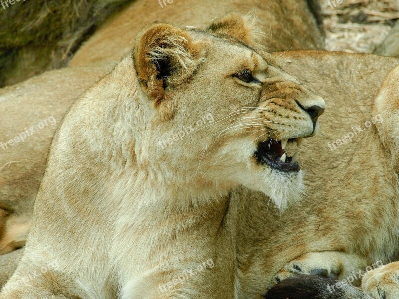 Lion Teeth Animal Roar Mammal