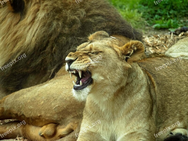 Lion Teeth Animal Roar Mammal